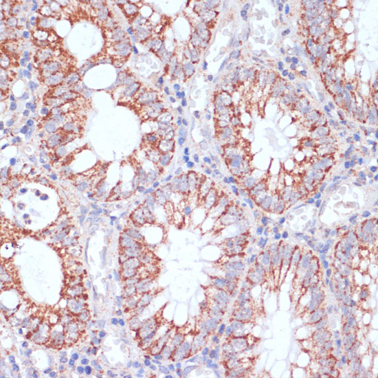 HIGD1A Polyclonal Antibody (E-AB-65044)