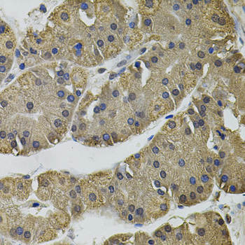 IL33 Polyclonal Antibody (E-AB-65938)