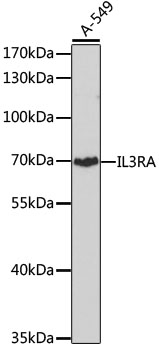IL3RA Polyclonal Antibody (E-AB-63765)
