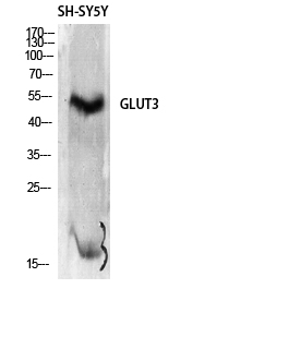 GLUT-3 Polyclonal Antibody (E-AB-31557)