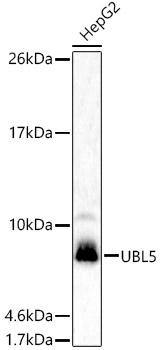 UBL5 Polyclonal Antibody (E-AB-92068)