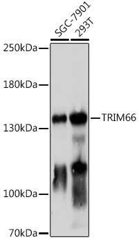 TRIM66 Polyclonal Antibody (E-AB-92038)