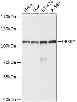 PBXIP1 Polyclonal Antibody (E-AB-63905)