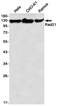 Recombinant Rad21 Monoclonal Antibody (E-AB-81508)