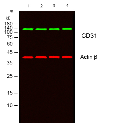 Recombinant CD31 Monoclonal Antibody (AN300911L)