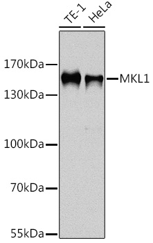 MKL1 Polyclonal Antibody (E-AB-66247)