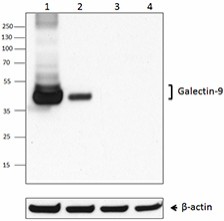 Purified anti-mouse Galectin-9 Antibody