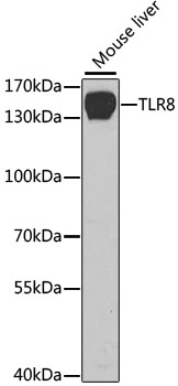TLR8 Polyclonal Antibody (E-AB-66363)