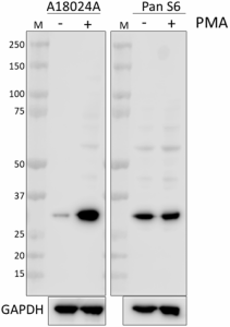Purified anti-RPS6 Phospho (Ser244) Antibody (935701)