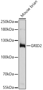 GRID2 Polyclonal Antibody (E-AB-92148)
