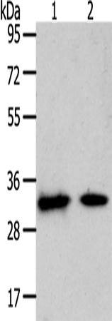 SLC25A4 Polyclonal Antibody (E-AB-12952)