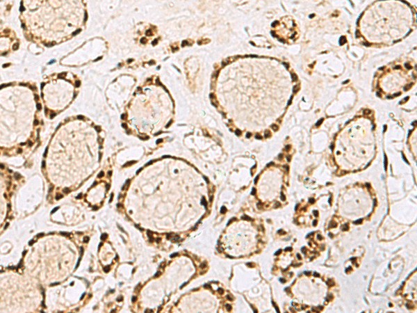 XRCC4 Polyclonal Antibody (E-AB-52243)