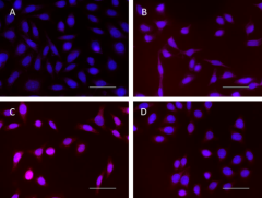 Purified anti-NF-κB p65 Phospho (Ser529) Antibody (614151)