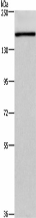 HDLBP Polyclonal Antibody (E-AB-16475)