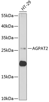 AGPAT2 Polyclonal Antibody (E-AB-61187)