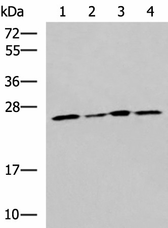 RPL13A Polyclonal Antibody (E-AB-18938)