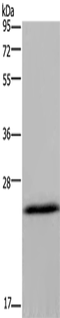 KCNMB4 Polyclonal Antibody (E-AB-16542)