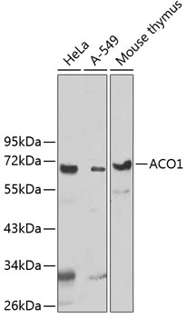 UTP3 Polyclonal Antibody (E-AB-92696)