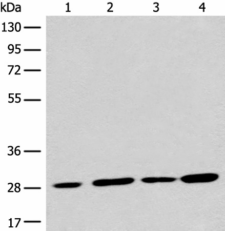 PNPO Polyclonal Antibody (E-AB-19759)