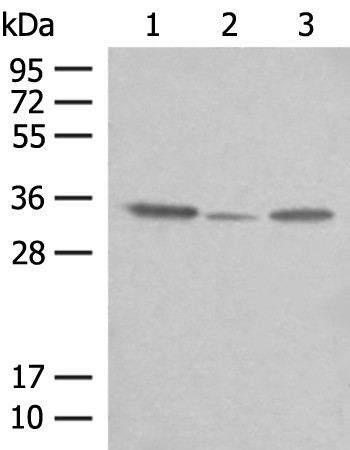 CNPY3 Polyclonal Antibody (E-AB-52728)