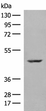 ZBTB8A Polyclonal Antibody (E-AB-52636)
