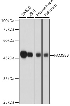 FAM98B Polyclonal Antibody (E-AB-92283)