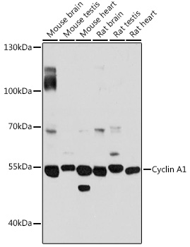 Cyclin A1 Polyclonal Antibody (E-AB-90874)