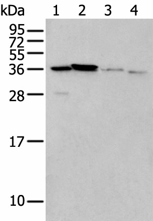 LASP1 Polyclonal Antibody (E-AB-52366)