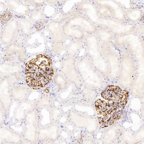 NES Monoclonal Antibody (E-AB-70343)