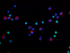 Alexa Fluor® 594 anti-human CD11b Antibody (301340)