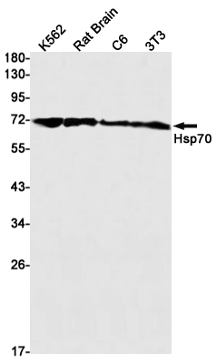 Recombinant Hsp70 1A Monoclonal Antibody (E-AB-81567)