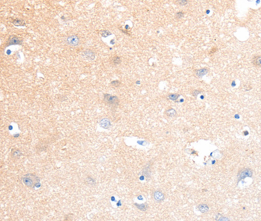 SLC22A17 Polyclonal Antibody (E-AB-12870)