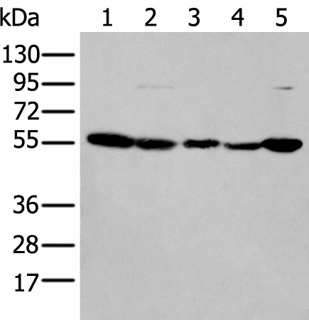 PFKFB3 Polyclonal Antibody (E-AB-53523)