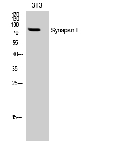 SYN1 Polyclonal Antibody (E-AB-33003)