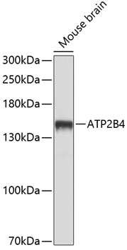 ATP2B4 Polyclonal Antibody (E-AB-65735)