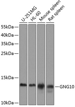 GNG10 Polyclonal Antibody (E-AB-62771)