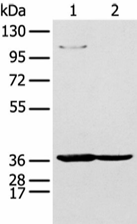 NUDT19 Polyclonal Antibody (E-AB-19451)