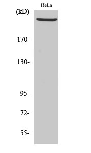 PRKDC Polyclonal Antibody (E-AB-31220)