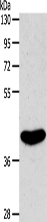 EDG6 Polyclonal Antibody (E-AB-12922)
