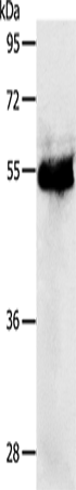 PRKAR1B Polyclonal Antibody (E-AB-12841)