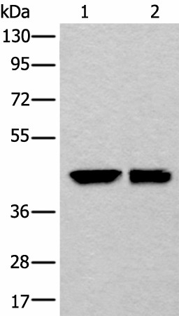 DLK1 Polyclonal Antibody (E-AB-18225)