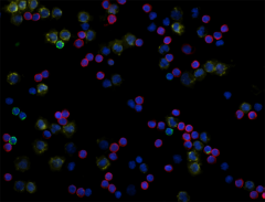 Alexa Fluor® 594 anti-human CD3 Antibody (300446)