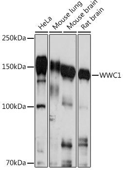 WWC1 Polyclonal Antibody (E-AB-91702)