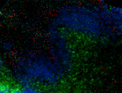 Alexa Fluor® 594 anti-mouse/human CD11b Antibody (101254)