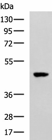 SNIP1 Polyclonal Antibody (E-AB-53186)