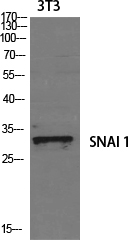 SNAI1 Polyclonal Antibody (E-AB-32931)