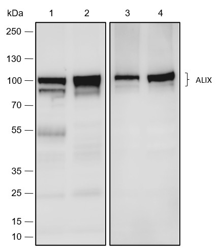 Recombinant ALIX Monoclonal Antibody (AN301785L)