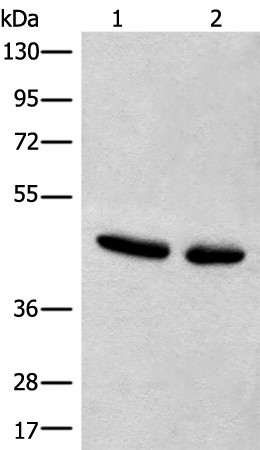 CANT1 Polyclonal Antibody (E-AB-52515)