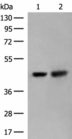 ORC4 Polyclonal Antibody (E-AB-18803)