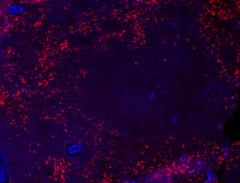 Alexa Fluor® 647 anti-human CD66b Antibody (392911)